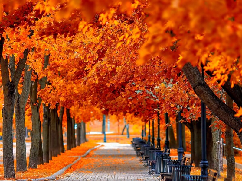 Autumn Tree-lined Path — Orange, Serene, Photograph, Trees, Benches