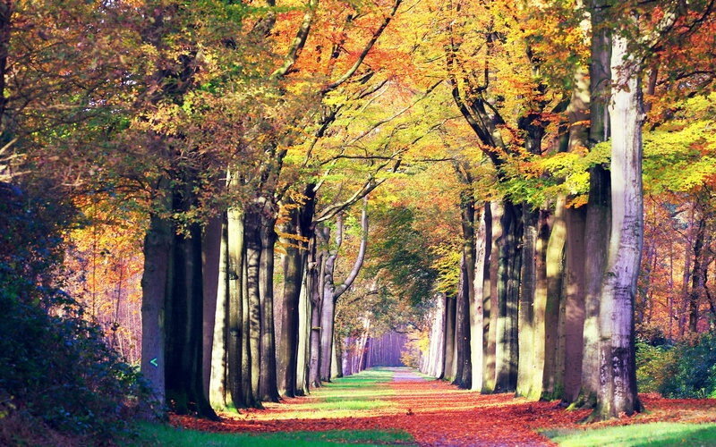 Autumn Tree-lined Path — Orange, Serene, Photograph, Trees, Fallen Leaves