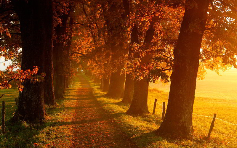 Autumn Tree-lined Path — Orange, Serene, Photograph, Trees, Fence, Grass