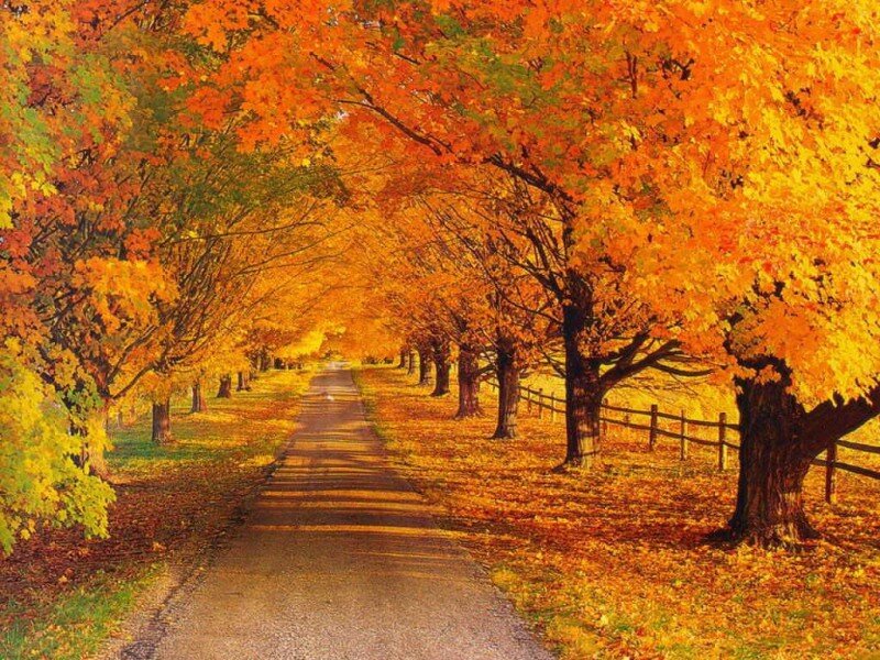 Autumn Tree-lined Path — Orange, Serene, Photograph, Trees, Fence, Leaves