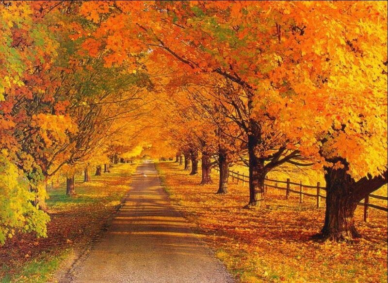 Autumn Tree-lined Path — Orange, Serene, Photograph, Trees, Fence, Leaves, Yellow