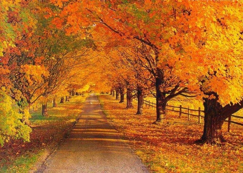 Autumn Tree-lined Path — Orange, Serene, Photograph, Trees, Fence