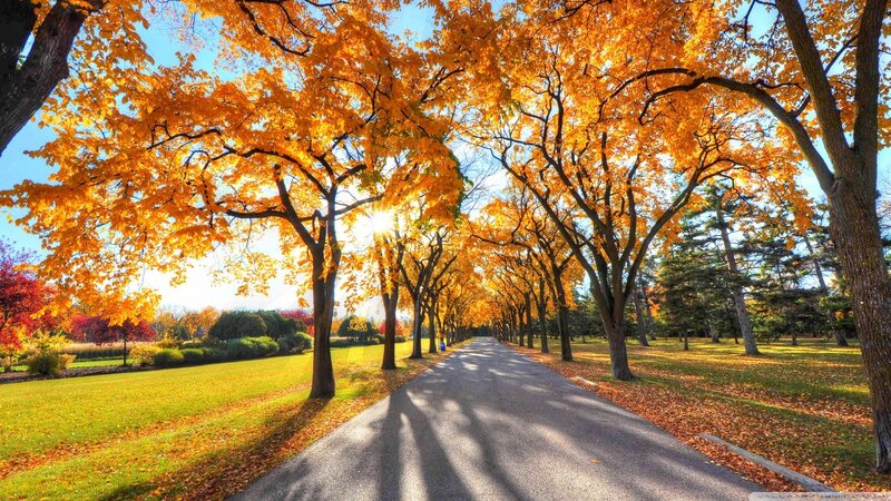 Autumn Tree-lined Path — Orange, Serene, Photograph, Trees, Grass, Sun