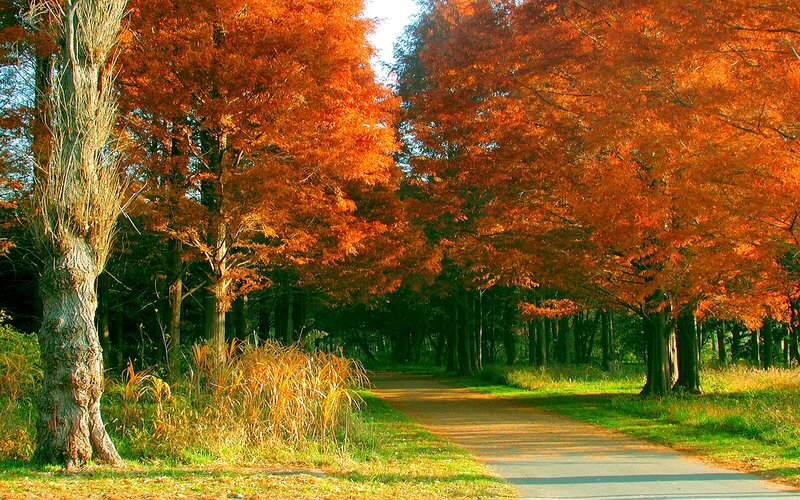 Autumn Tree-lined Path — Orange, Serene, Photograph, Trees, Grass
