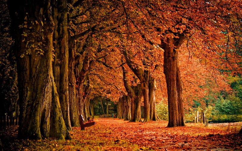 Autumn Tree-lined Path — Orange, Serene, Photograph, Trees, Leaves, Bench