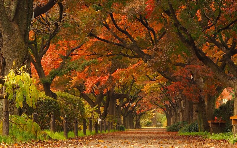 Autumn Tree-lined Path — Orange, Serene, Photograph, Trees, Leaves, Bushes