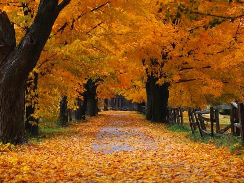Autumn Tree-lined Path — Orange, Serene, Photograph, Trees, Leaves, Fence