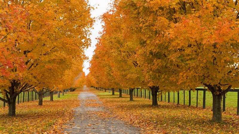 Autumn Tree-lined Path — Orange, Serene, Photograph, Trees, Leaves, Fence, Yellow, Green