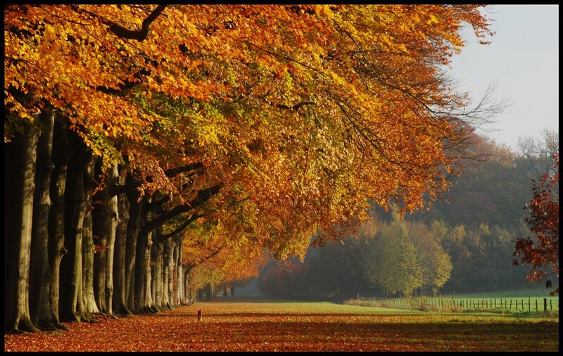 Autumn Tree-lined Path — Orange, Serene, Photograph, Trees, Leaves, Field