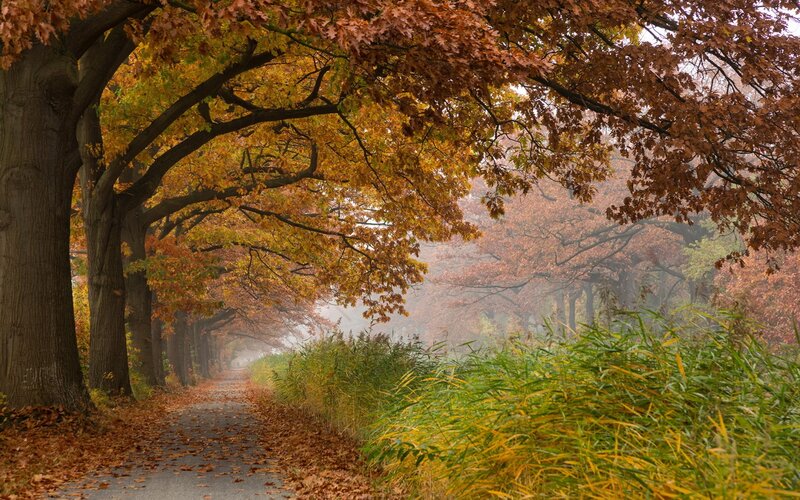 Autumn Tree-lined Path — Orange, Serene, Photograph, Trees, Leaves, Fog