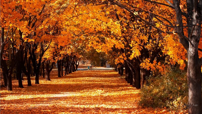 Autumn Tree-lined Path — Orange, Serene, Photograph, Trees, Leaves, People