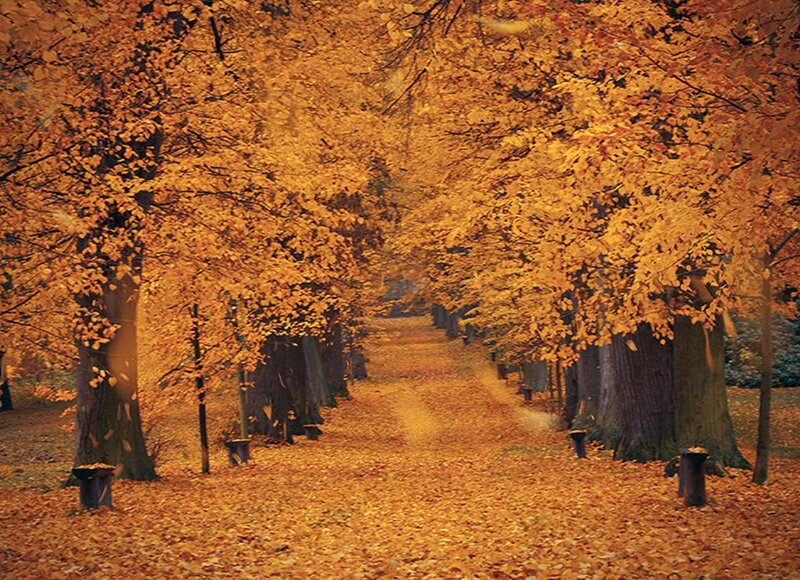 Autumn Tree-lined Path — Orange, Serene, Photograph, Trees, Leaves, Stumps