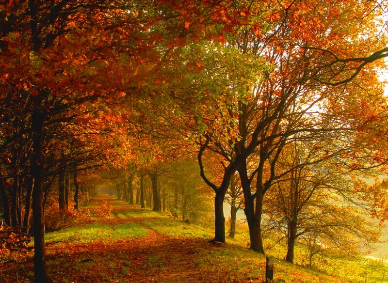 Autumn Tree-lined Path — Orange, Serene, Photograph, Trees, Leaves, Sunlight