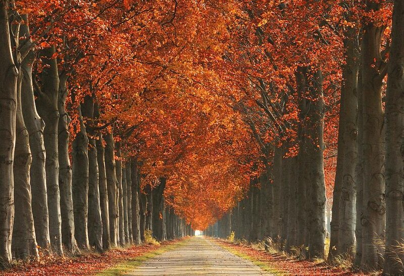 Autumn Tree-lined Path — Orange, Serene, Photograph, Trees, Leaves