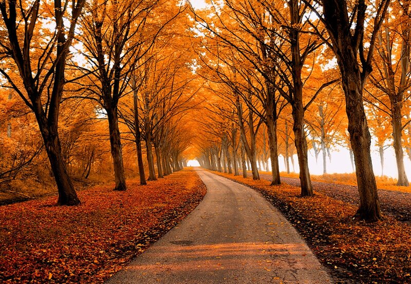 Autumn Tree-lined Path — Orange, Serene, Photograph, Trees, Road