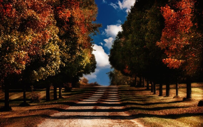 Autumn Tree-lined Path — Orange, Serene, Photograph, Trees, Sky, Clouds