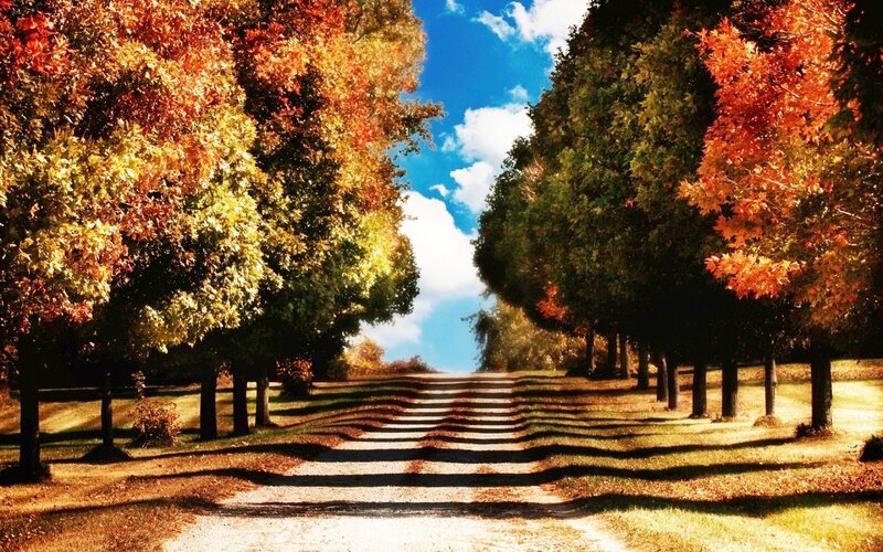 Autumn Tree-lined Path — Orange, Serene, Photograph, Trees, Sky