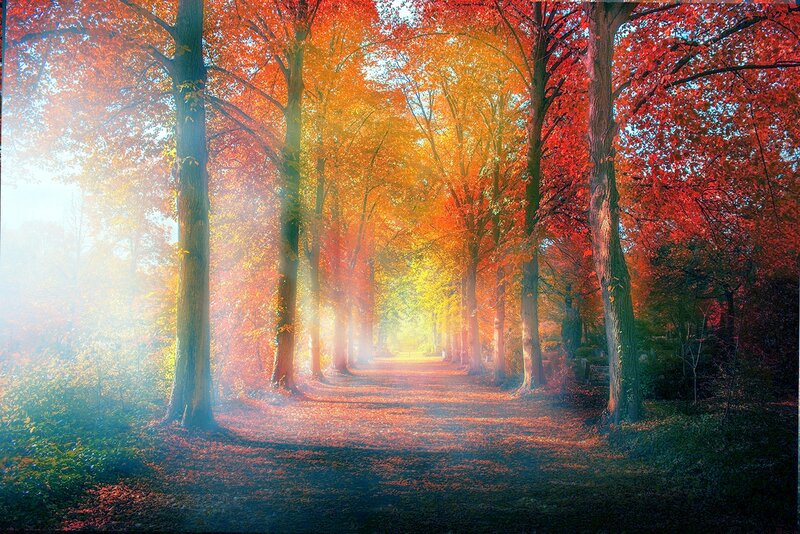 Autumn Tree-lined Path — Orange, Serene, Photograph, Trees, Sunlight