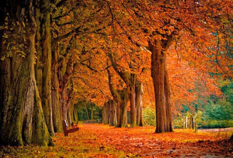 Autumn Tree-lined Path — Orange, Serene