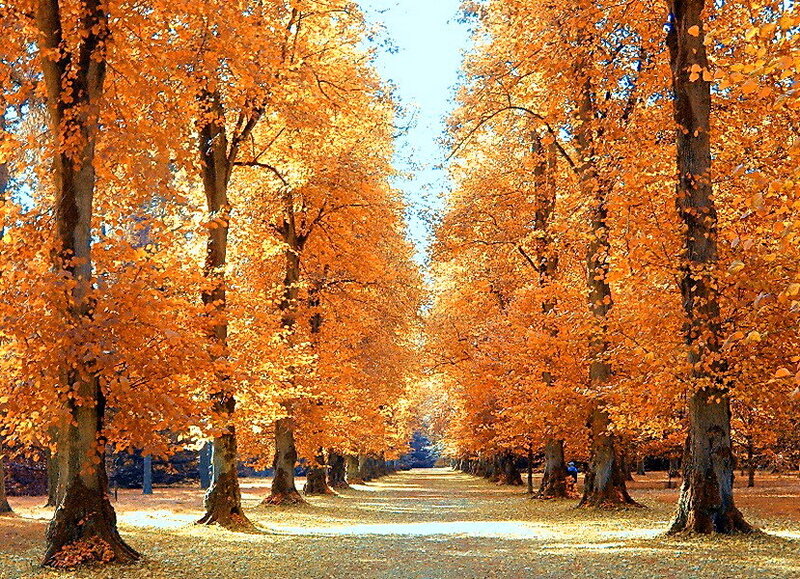 Autumn Tree-lined Path — Orange