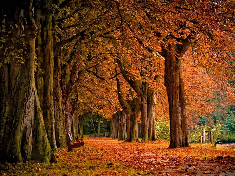 Autumn Tree-lined Path — Photograph