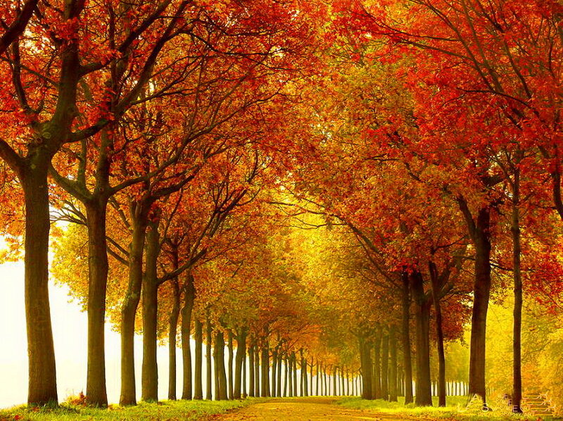 Autumn Tree-lined Path — Red, Serene, Photograph