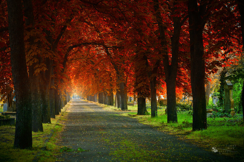 Autumn Tree-lined Path — Red, Serene, Photograph, Trees, Gravestones