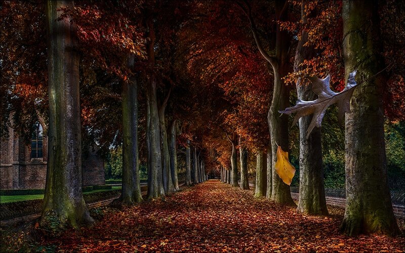 Autumn Tree-lined Path — Red, Serene, Photograph, Trees, Leaves, Building