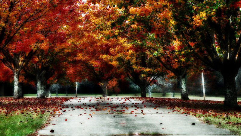 Autumn Tree-lined Path — Red, Serene, Photograph, Trees, Leaves