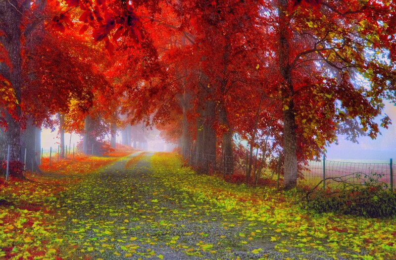 Autumn Tree-lined Path — Red, Serene, Photograph, Trees