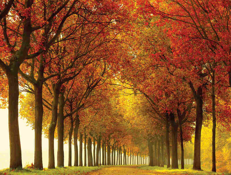 Autumn Tree-lined Path — Red, Serene