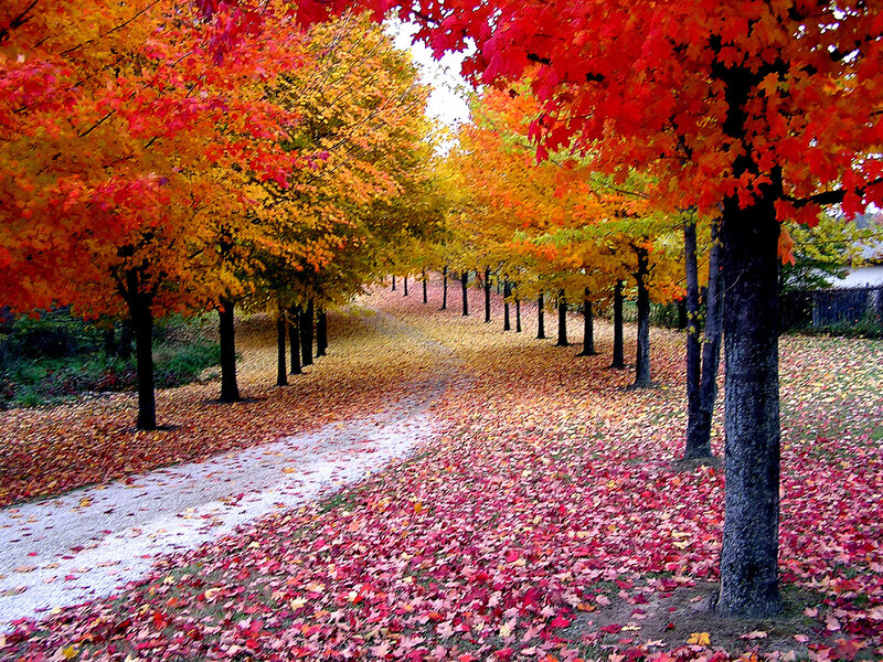 Autumn Tree-lined Path — Red