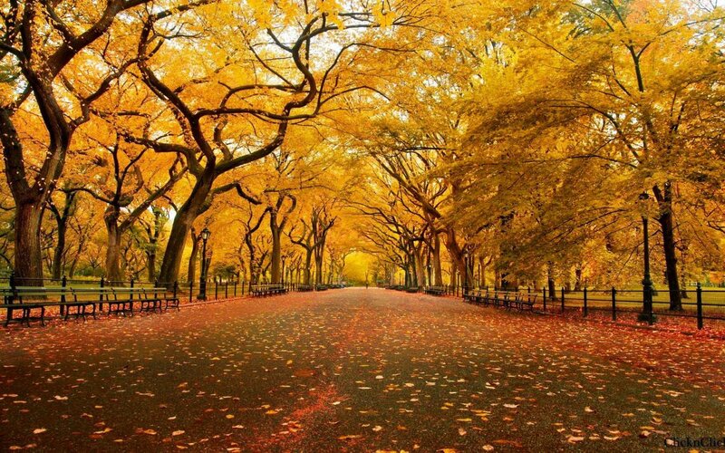 Autumn Tree-lined Path — Yellow, Serene, Photograph, Benches