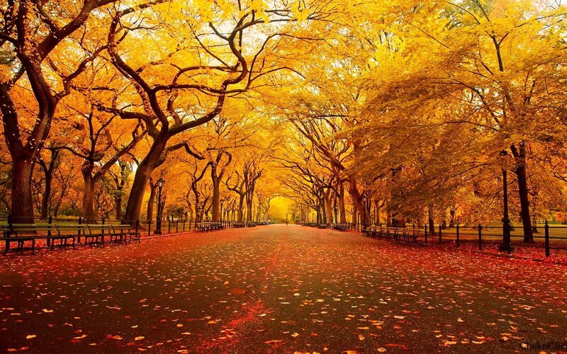 Autumn Tree-lined Path — Yellow, Serene, Photograph, Benches, Trees