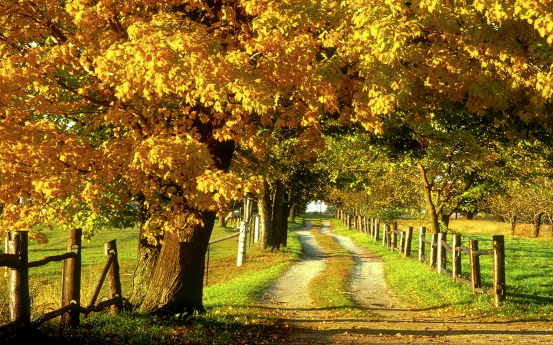 Autumn Tree-lined Path — Yellow, Serene, Photograph, Fence