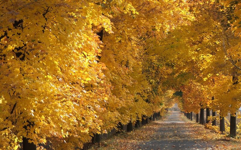 Autumn Tree-lined Path — Yellow, Serene, Photograph