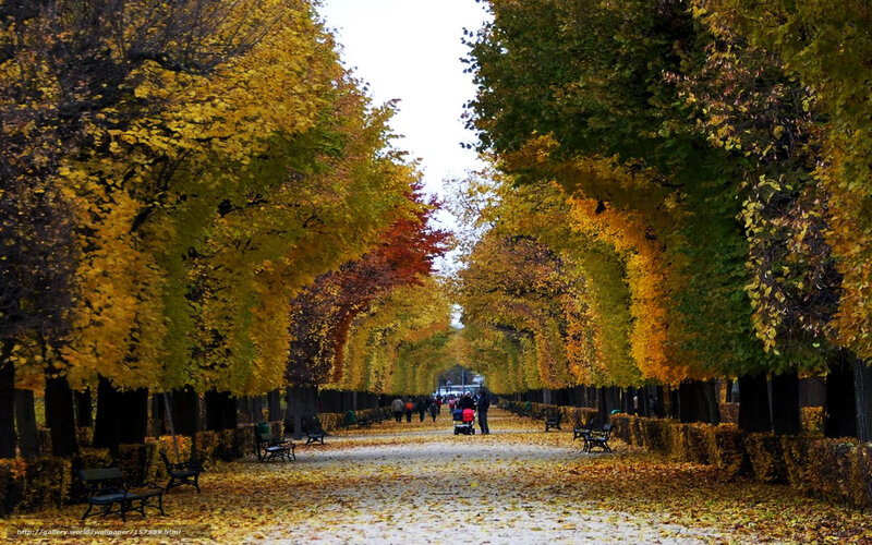 Autumn Tree-lined Path — Yellow, Serene, Photograph, Trees, Benches
