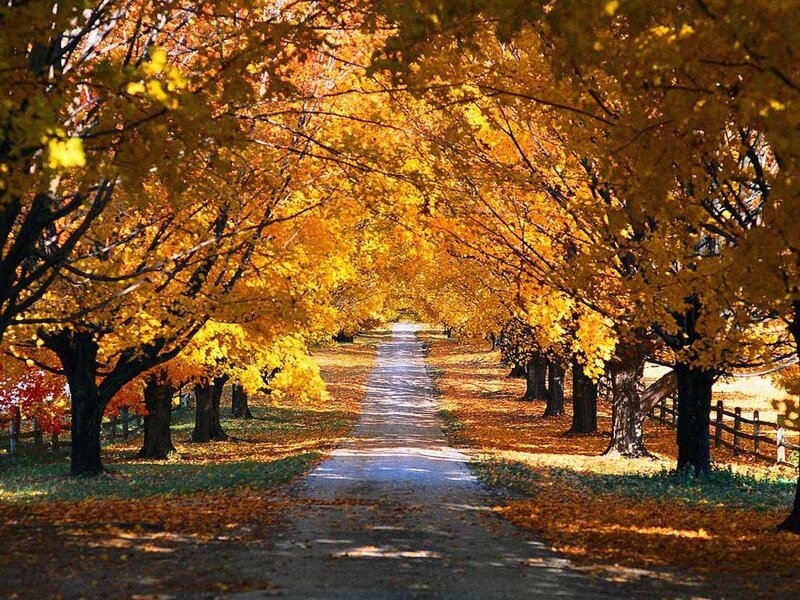 Autumn Tree-lined Path — Yellow, Serene, Photograph, Trees, Fallen Leaves