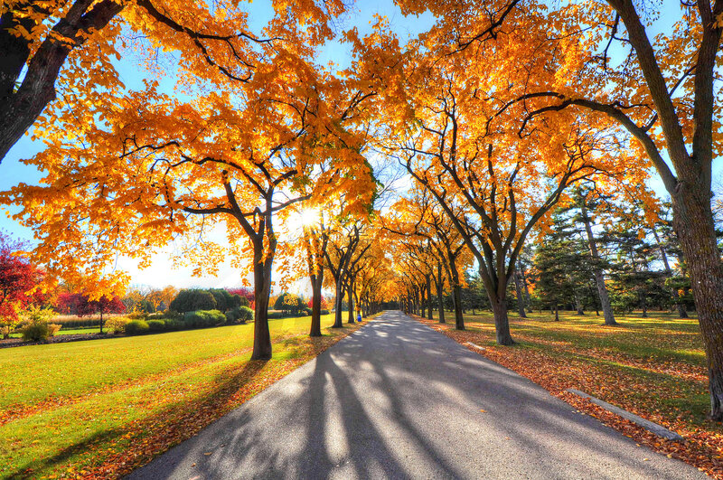 Autumn Tree-lined Path — Yellow, Serene, Photograph, Trees, Grass