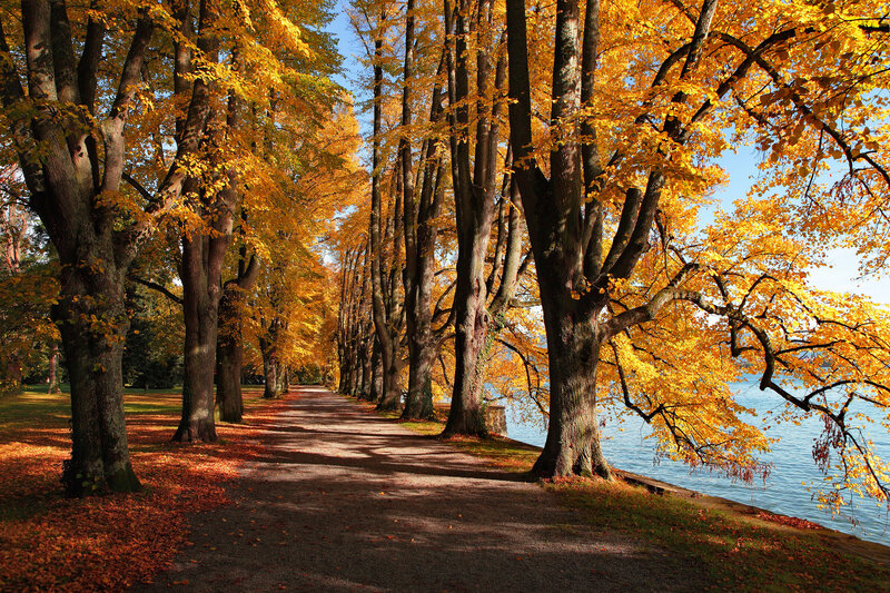 Autumn Tree-lined Path — Yellow, Serene, Photograph, Trees, Lake