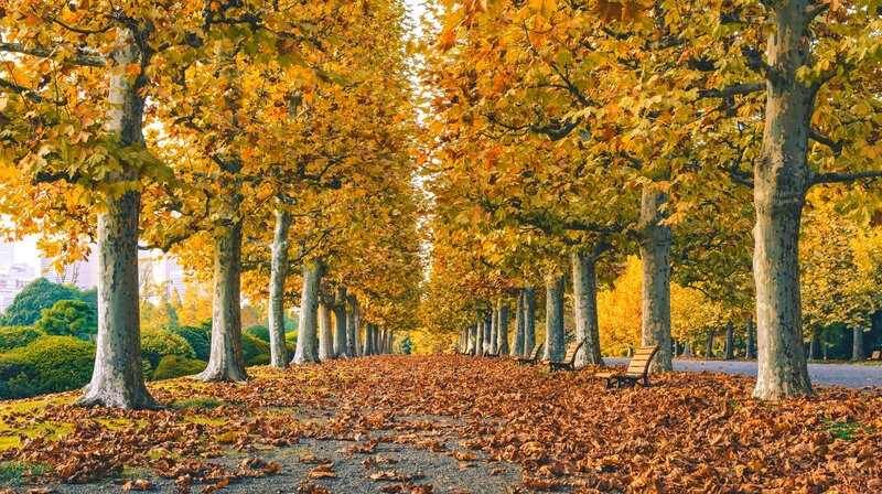 Autumn Tree-lined Path — Yellow, Serene, Photograph, Trees, Leaves, Benches