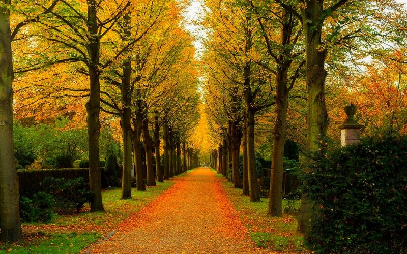 Autumn Tree-lined Path — Yellow, Serene, Photograph, Trees, Leaves, Hedge
