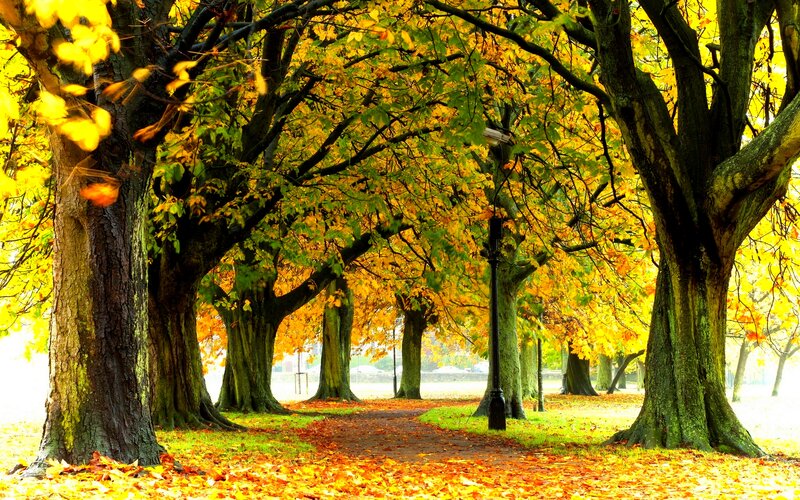 Autumn Tree-lined Path — Yellow, Serene, Photograph, Trees, Leaves, Lamppost