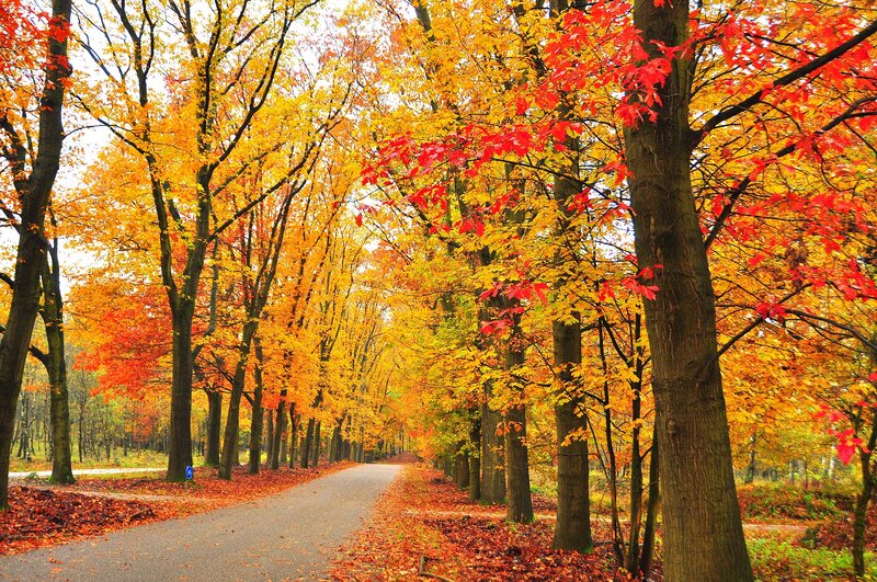 Autumn Tree-lined Path — Yellow, Serene, Photograph, Trees, Leaves, Road