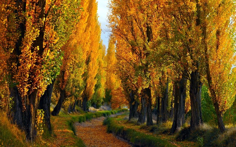 Autumn Tree-lined Path — Yellow, Serene, Photograph, Trees, Leaves, Sky