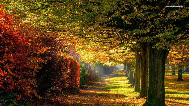 Autumn Tree-lined Path — Yellow, Serene, Photograph, Trees, Leaves, Sunlight