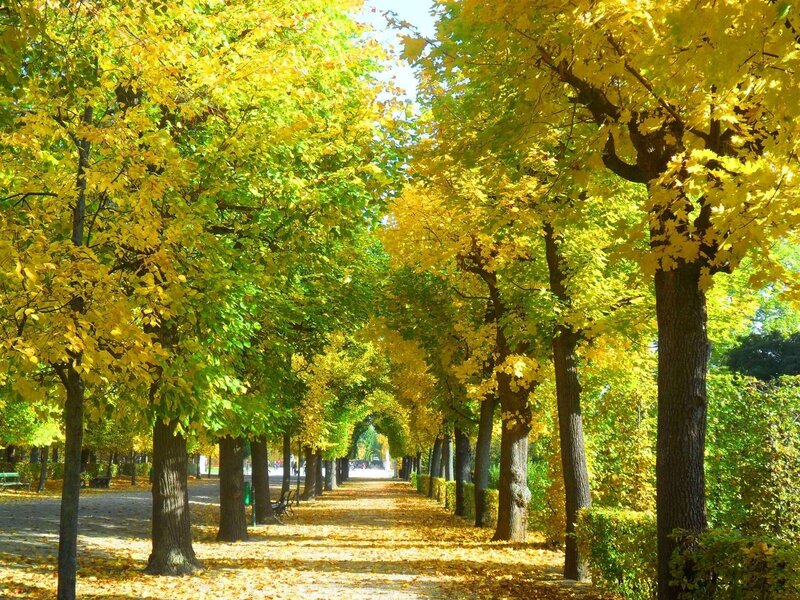 Autumn Tree-lined Path — Yellow, Serene, Photograph, Trees, Leaves