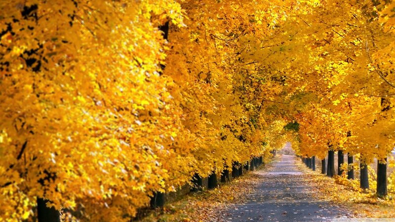 Autumn Tree-lined Path — Yellow, Serene, Photograph, Trees, Road