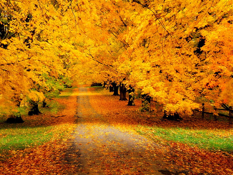 Autumn Tree-lined Path — Yellow, Serene, Photograph, Trees