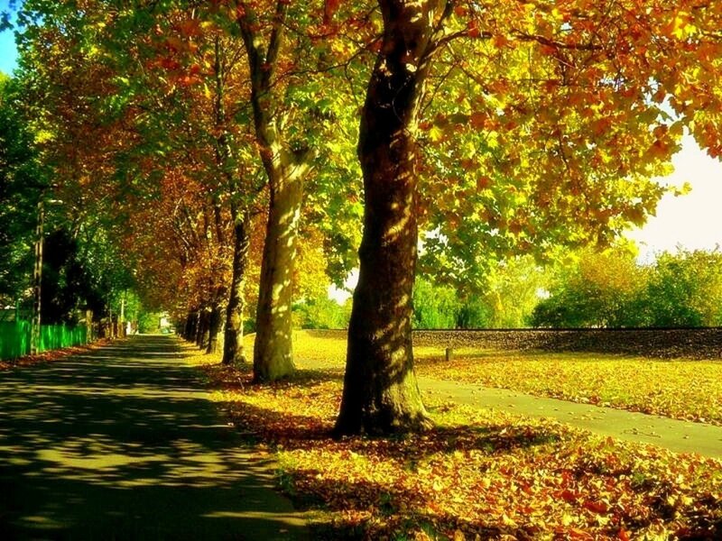 Autumn Tree-lined Path — Yellow, Serene